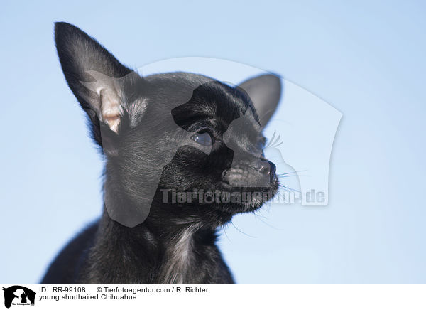 junger Kurzhaarchihuahua / young shorthaired Chihuahua / RR-99108