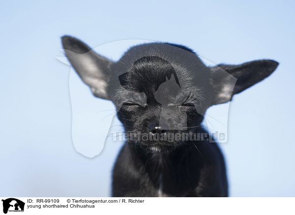 junger Kurzhaarchihuahua / young shorthaired Chihuahua / RR-99109