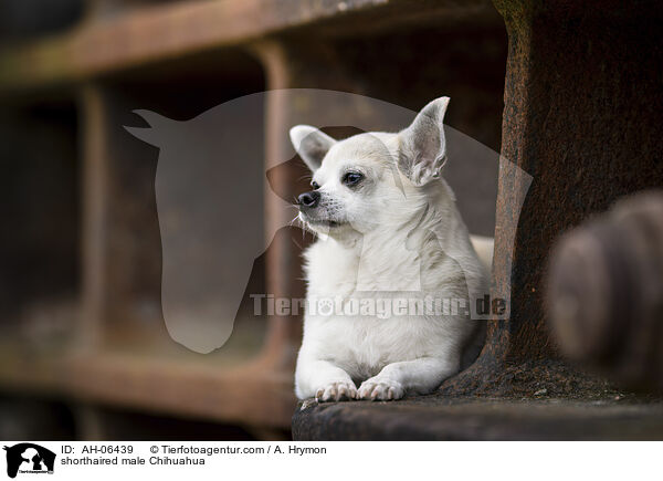 Kurzhaarchihuahua Rde / shorthaired male Chihuahua / AH-06439