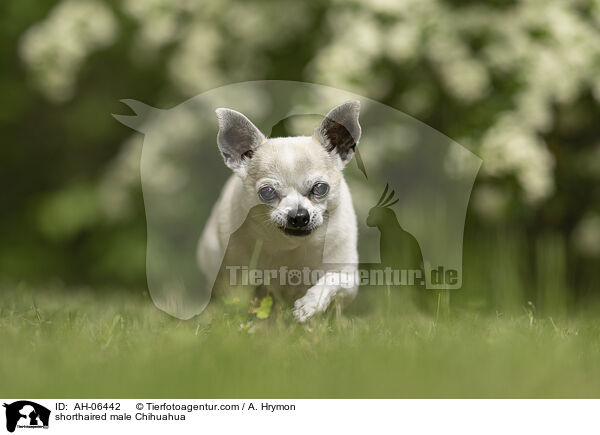 Kurzhaarchihuahua Rde / shorthaired male Chihuahua / AH-06442