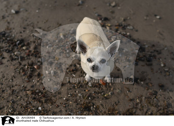 Kurzhaarchihuahua Rde / shorthaired male Chihuahua / AH-06464