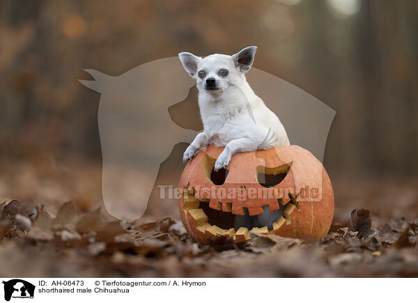 Kurzhaarchihuahua Rde / shorthaired male Chihuahua / AH-06473