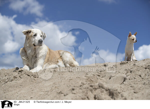 Hunde / dogs / JM-21325