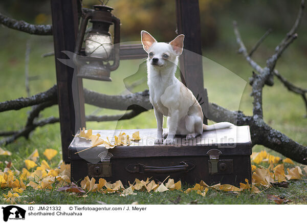 Kurzhaarchihuahua / shorthaired Chihuahua / JM-21332