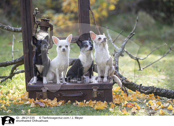 Kurzhaarchihuahuas / shorthaired Chihuahuas / JM-21335