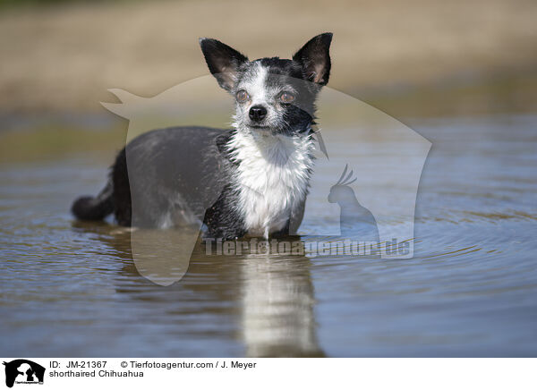 Kurzhaarchihuahua / shorthaired Chihuahua / JM-21367