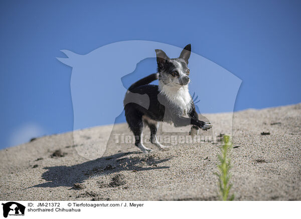 Kurzhaarchihuahua / shorthaired Chihuahua / JM-21372