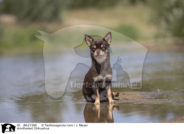 Kurzhaarchihuahua / shorthaired Chihuahua / JM-21386