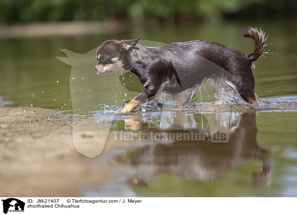 Kurzhaarchihuahua / shorthaired Chihuahua / JM-21407