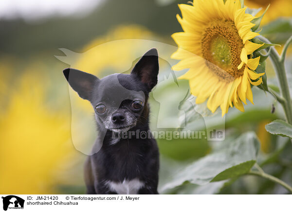 Kurzhaarchihuahua / shorthaired Chihuahua / JM-21420