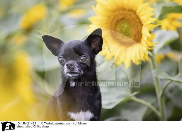 Kurzhaarchihuahua / shorthaired Chihuahua / JM-21422