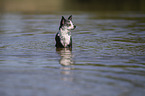 shorthaired Chihuahua