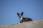 shorthaired Chihuahua