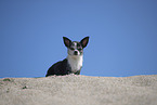 shorthaired Chihuahua