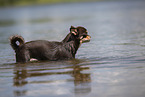 shorthaired Chihuahua