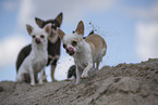 shorthaired Chihuahuas