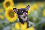 shorthaired Chihuahua