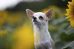 shorthaired Chihuahua