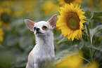 shorthaired Chihuahua