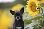 shorthaired Chihuahua