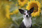 shorthaired Chihuahua