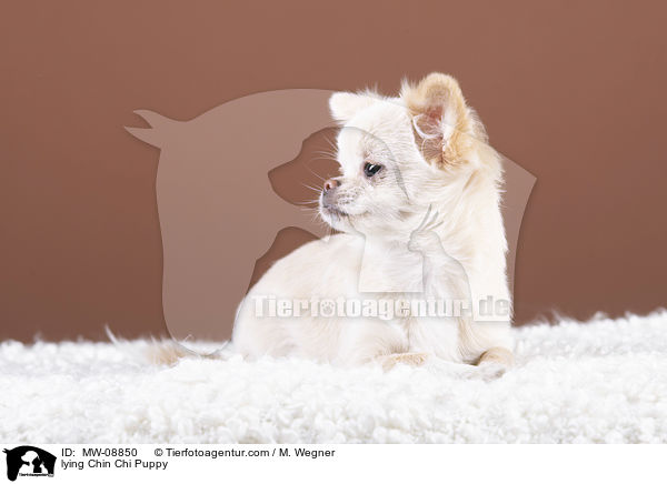 liegender Chin Chi Welpe / lying Chin Chi Puppy / MW-08850