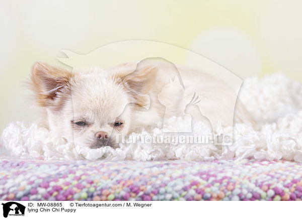 liegender Chin Chi Welpe / lying Chin Chi Puppy / MW-08865