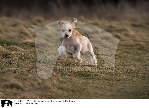 Chinesischer Schopfhund / Chinese Crested Dog / DG-01026