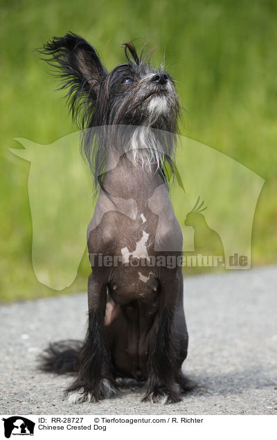 Chinesischer Schopfhund / Chinese Crested Dog / RR-28727