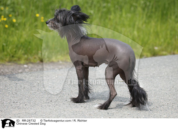 Chinesischer Schopfhund / Chinese Crested Dog / RR-28732