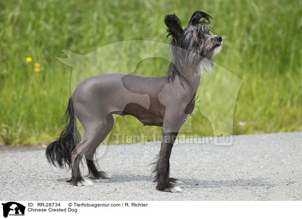 Chinesischer Schopfhund / Chinese Crested Dog / RR-28734