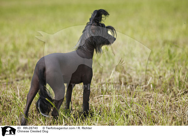 Chinesischer Schopfhund / Chinese Crested Dog / RR-28740