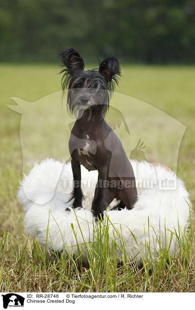 Chinesischer Schopfhund / Chinese Crested Dog / RR-28746