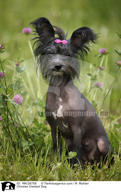 Chinesischer Schopfhund / Chinese Crested Dog / RR-28758