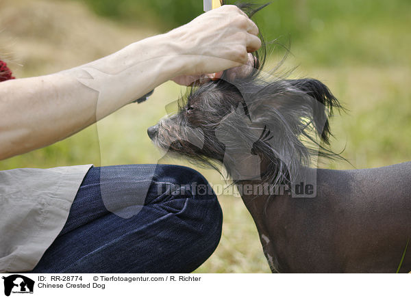 Chinesischer Schopfhund / Chinese Crested Dog / RR-28774