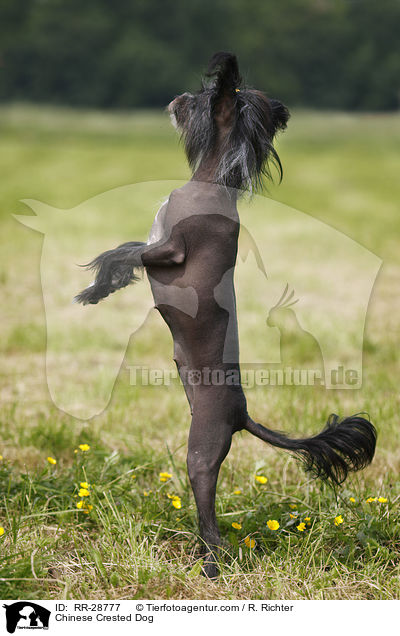 Chinesischer Schopfhund / Chinese Crested Dog / RR-28777