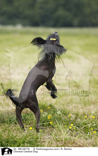 Chinesischer Schopfhund / Chinese Crested Dog / RR-28778