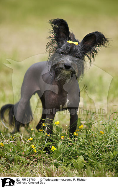 Chinese Crested Dog / RR-28780