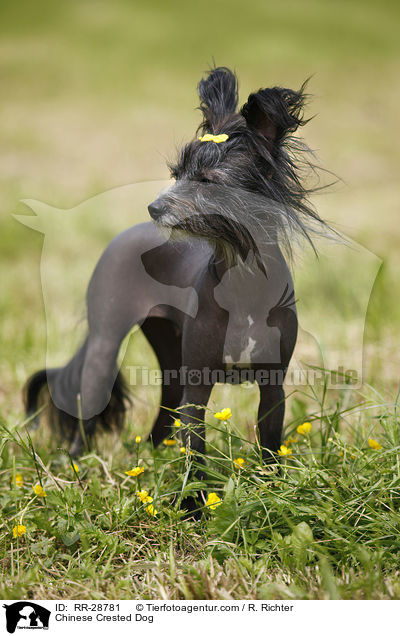 Chinesischer Schopfhund / Chinese Crested Dog / RR-28781