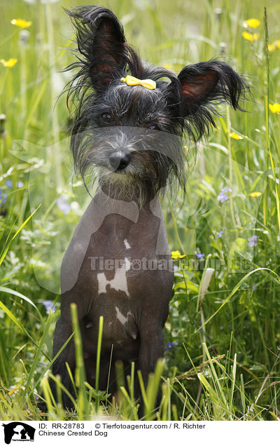 Chinesischer Schopfhund / Chinese Crested Dog / RR-28783