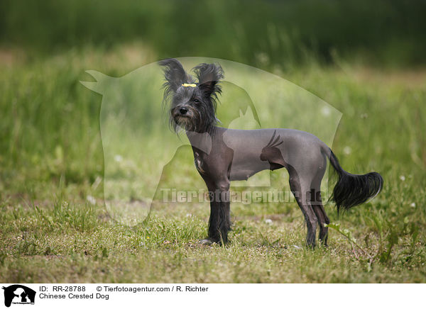 Chinesischer Schopfhund / Chinese Crested Dog / RR-28788