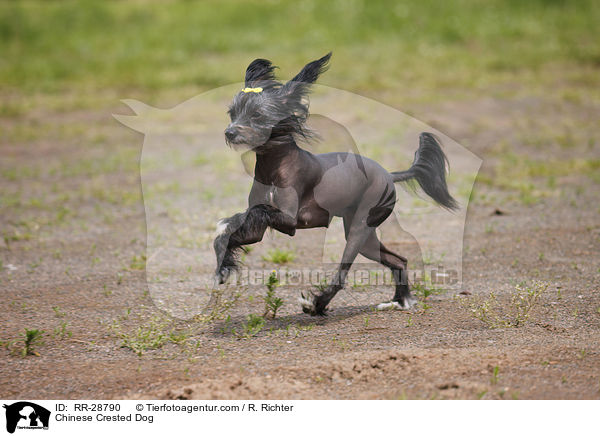 Chinesischer Schopfhund / Chinese Crested Dog / RR-28790