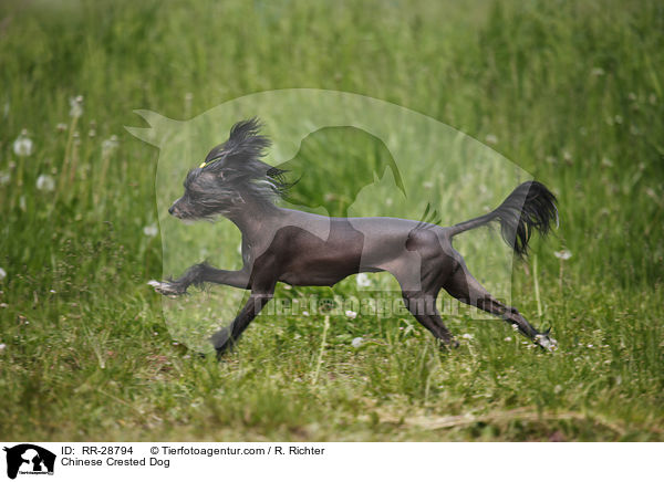 Chinesischer Schopfhund / Chinese Crested Dog / RR-28794