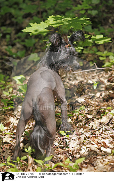 Chinesischer Schopfhund / Chinese Crested Dog / RR-28799