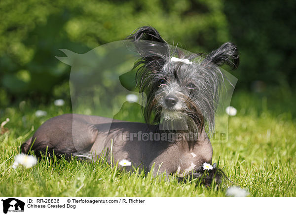 Chinesischer Schopfhund / Chinese Crested Dog / RR-28836