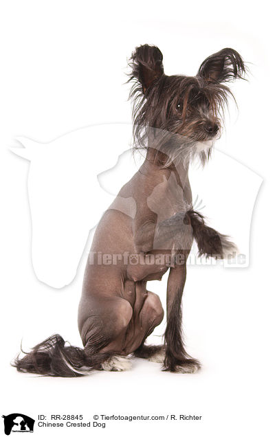 Chinesischer Schopfhund / Chinese Crested Dog / RR-28845