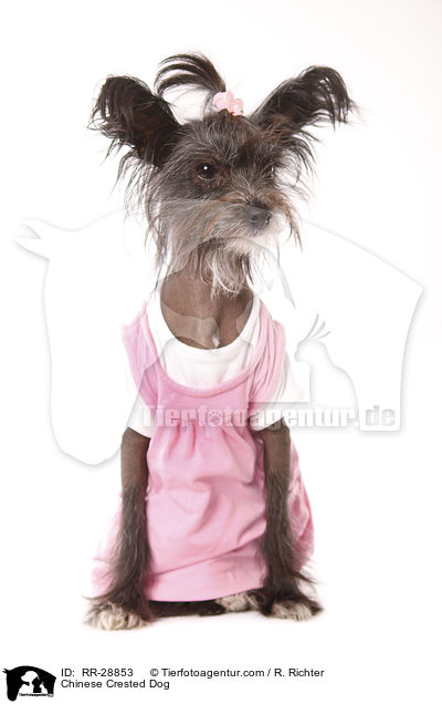 Chinesischer Schopfhund / Chinese Crested Dog / RR-28853