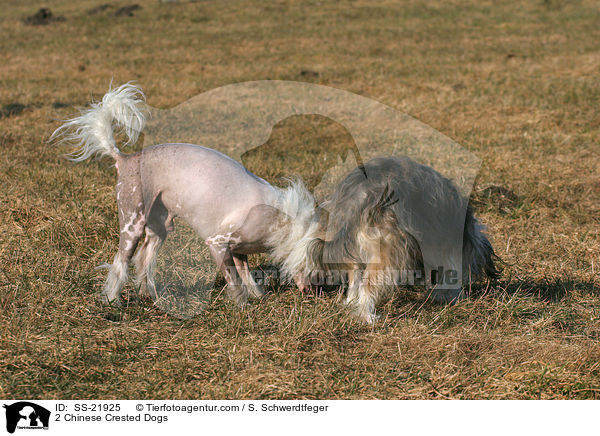 2 Chinese Crested Dogs / 2 Chinese Crested Dogs / SS-21925