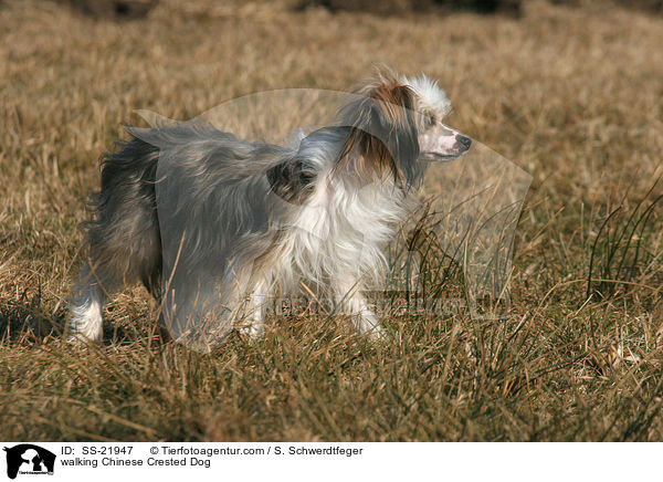 laufender Chinese Crested Dog Powderpuff / walking Chinese Crested Dog / SS-21947