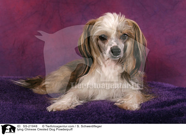 liegender Chinese Crested Dog Powderpuff / lying Chinese Crested Dog Powderpuff / SS-21948